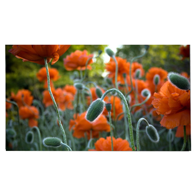 LM270WR8-SSC1 27.0 inç LCD Panel 3840*2160 LCD Ekranı