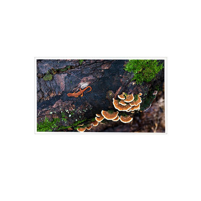 İyi bir fiyat. 15.6 inç 1920*1080 PT156FHM-N10 eDP 30 pin LCD Ekran Ekranı çevrimiçi