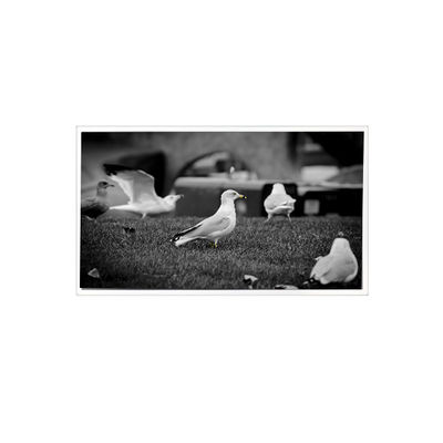 İyi bir fiyat. 1200*1920 QV080WUM-N40 Pad Tablet için 8.0 inç LCD Panel Ekranı çevrimiçi