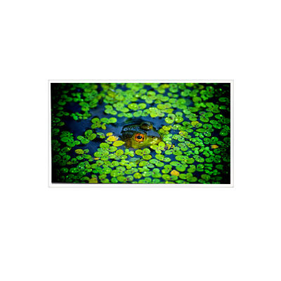 İyi bir fiyat. 1920*1080 QV215FHB-N51 Endüstriyel için 21.5 inçlik LCD Ekran çevrimiçi