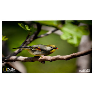 İyi bir fiyat. 24.0 inç 1920*1200 M240UAN02.1 CELL LCD Ekranı çevrimiçi